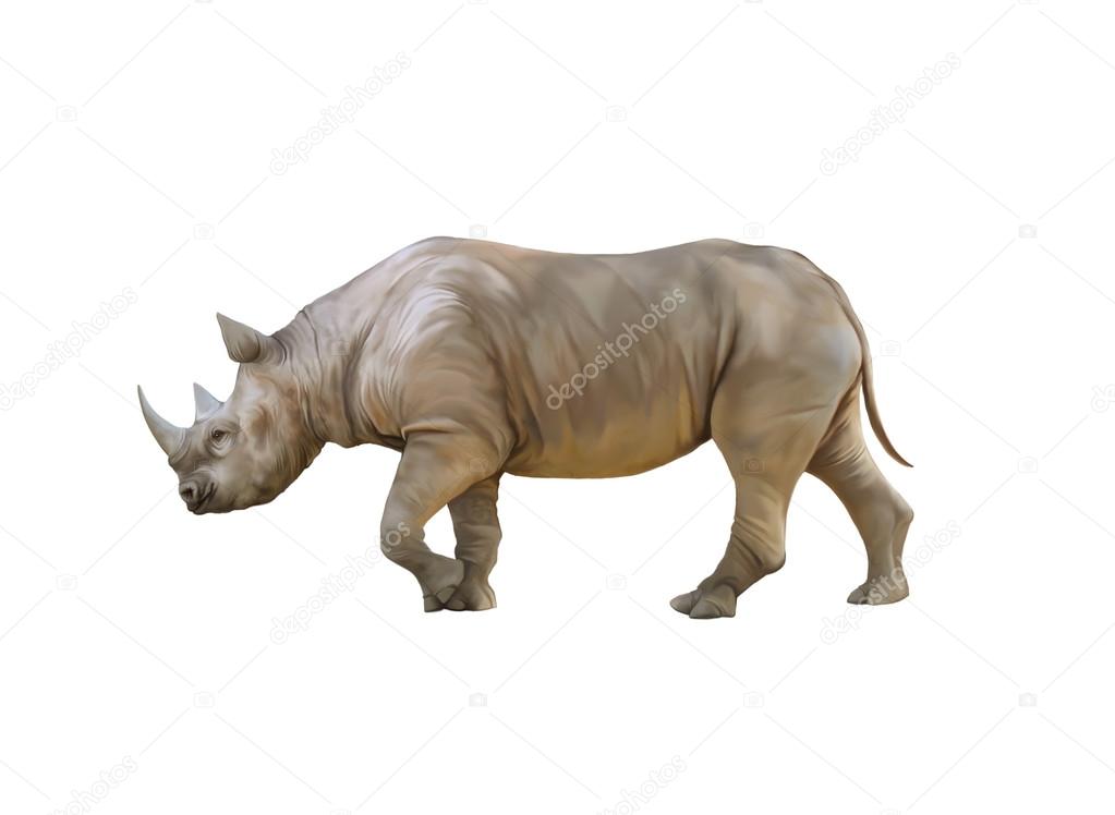 Big african Rhino