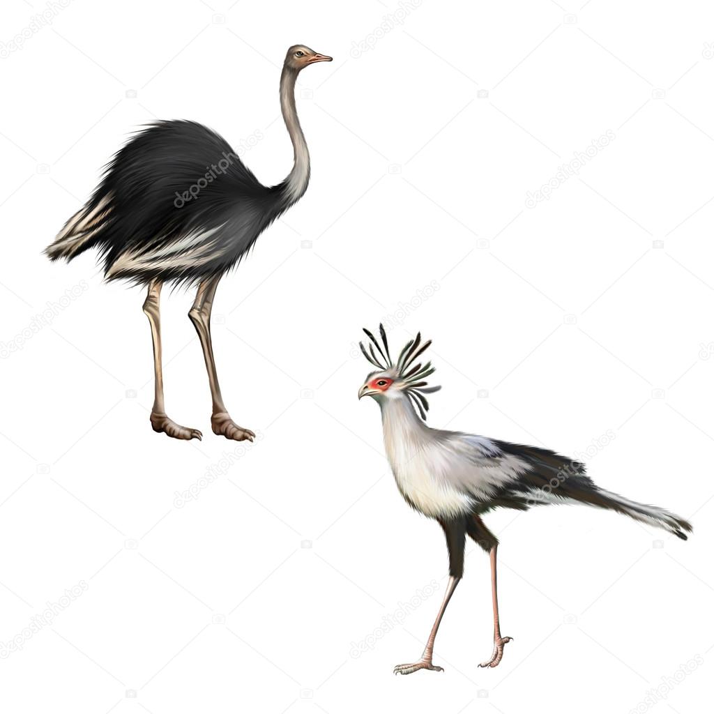 Ostrich and Secretarybird