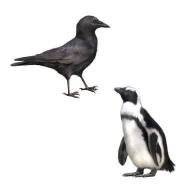 Leş kargası ve gentoo pengueni