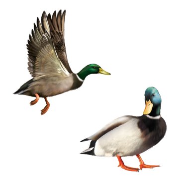 Mallard Drake In Flight