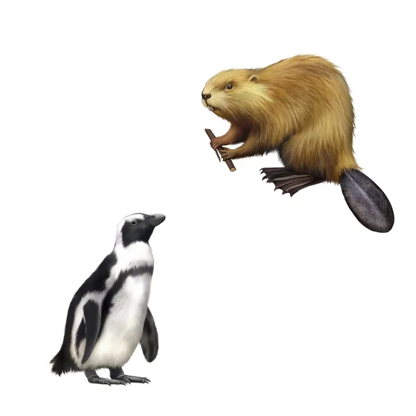 Gentoo penguin and beaver — Stock Photo, Image