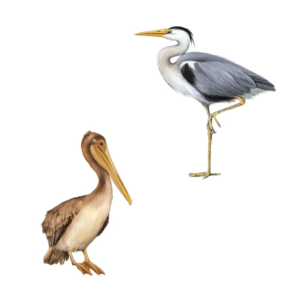 Pelikan i szary Czapla — Zdjęcie stockowe