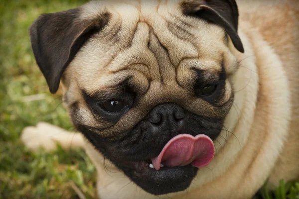 Beautiful male Pug puppy — Stock Photo, Image