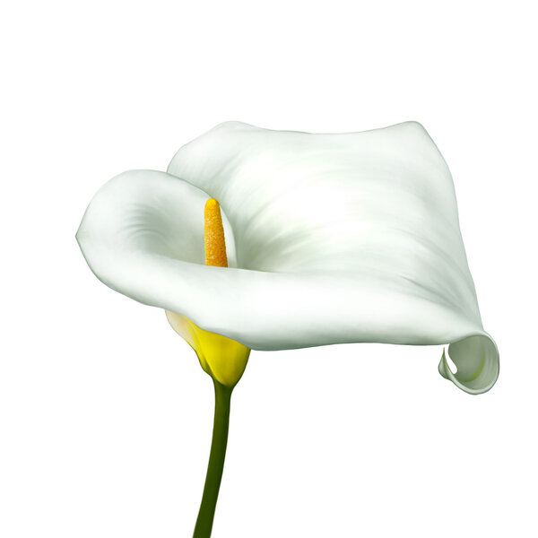 White calla lily
