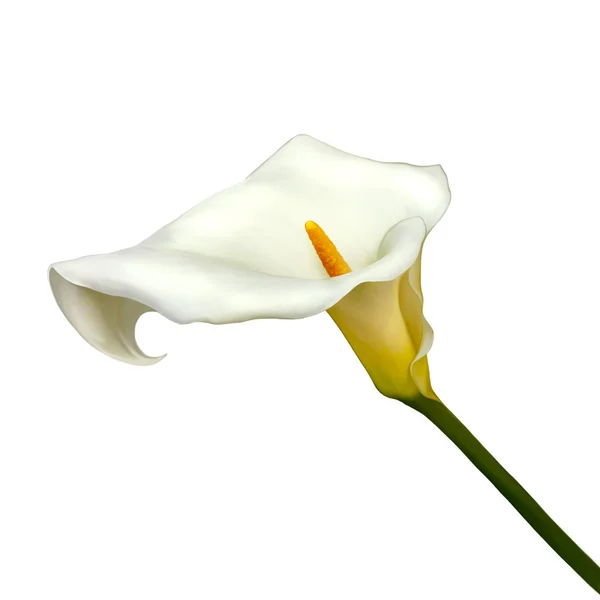 Lírio branco calla — Fotografia de Stock