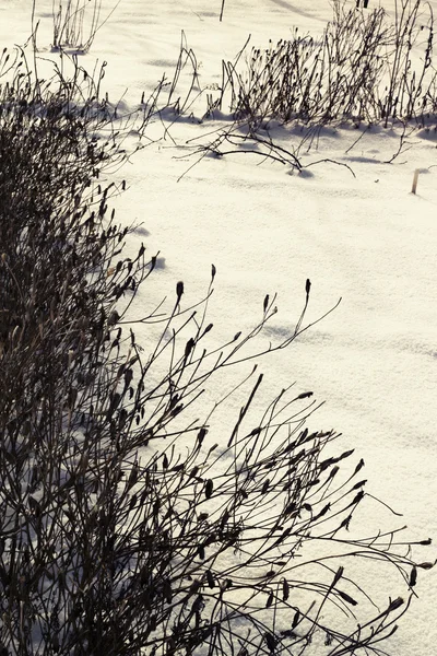 Suszone kwiaty i trawa w śniegu — Zdjęcie stockowe