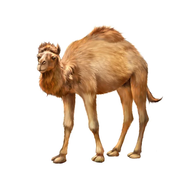 Yerli deve ayakta — Stok fotoğraf
