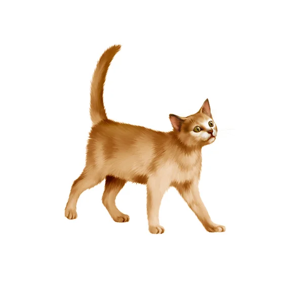 Red kitten walks — Stock Photo, Image