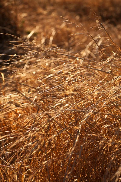 Wiese mit Gras bei Sonnenuntergang — Stockfoto