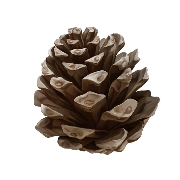 Pine cone — Stock Photo, Image