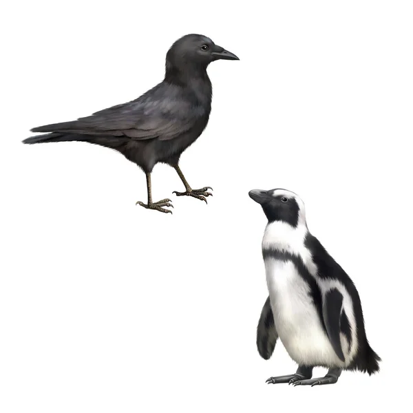 Carrion Crow и Gentoo penguin — стоковое фото
