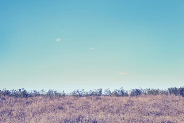 Nature landscape with sky and grass — Stock Photo, Image