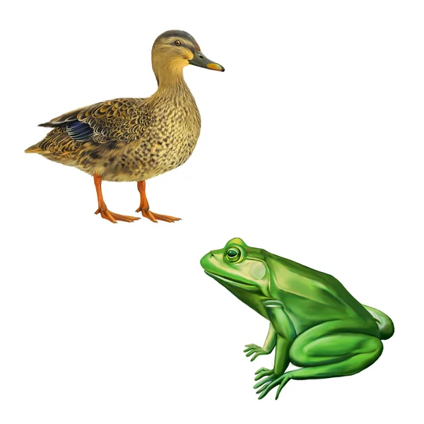 Female mallard duck and green frog — Stock Photo, Image