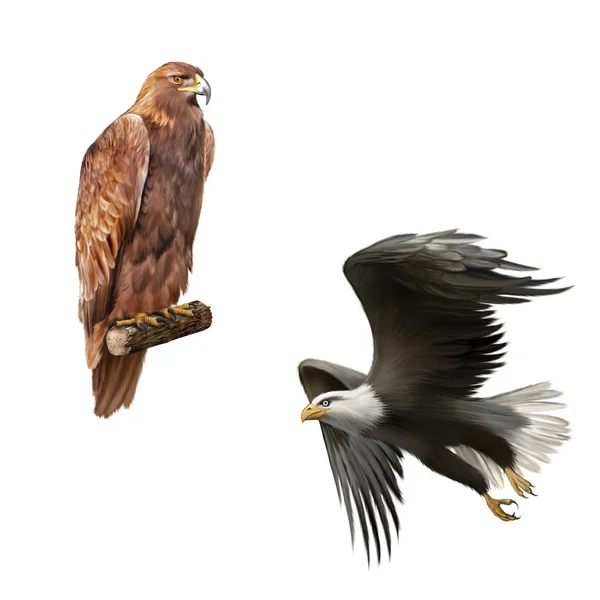 Golden eagles — Stock Photo, Image