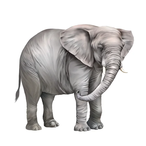 Elefante africano — Foto Stock