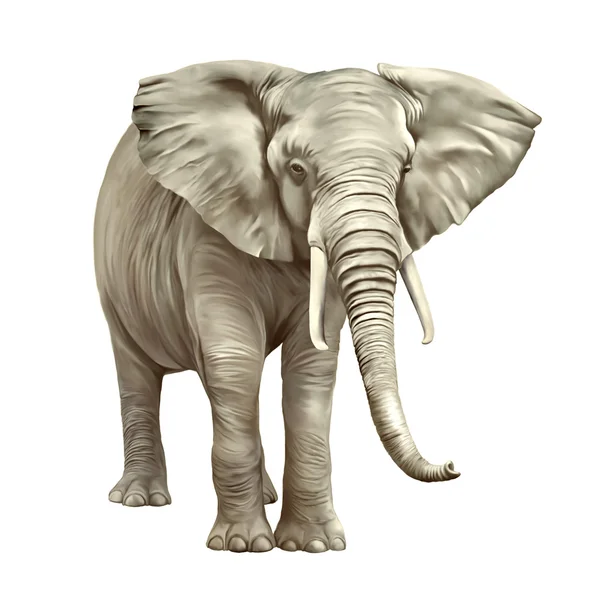 Elefante africano — Foto de Stock