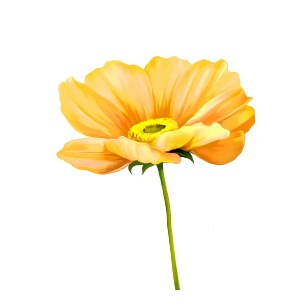Ihale pembe haşhaş çiçeği — Stok fotoğraf