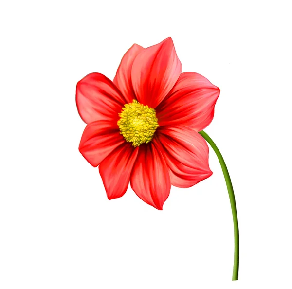 Fiore di Dahlia — Foto Stock