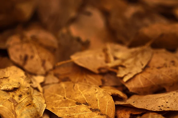 Hojas amarillas de otoño — Foto de Stock