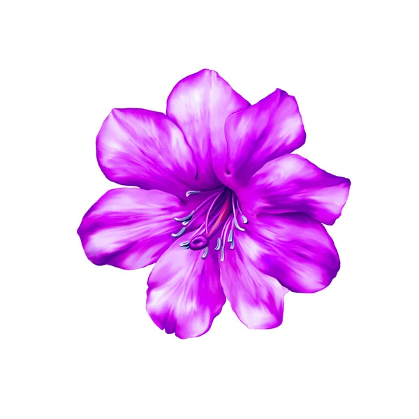 Piękny kwiat różowy jasny — Zdjęcie stockowe