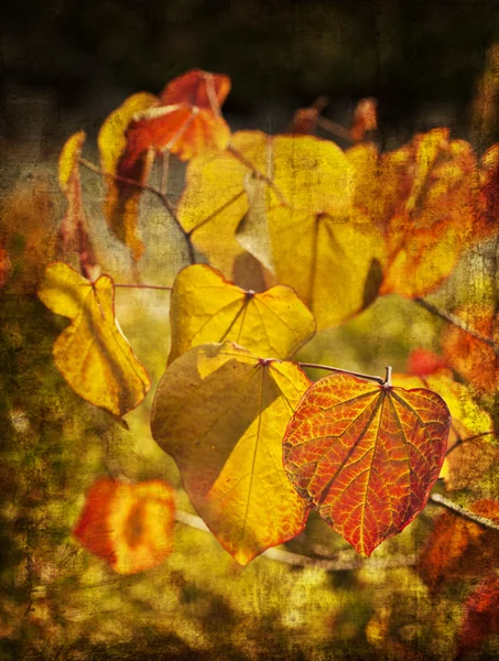 Autumn yellow leaves — Stock Photo, Image