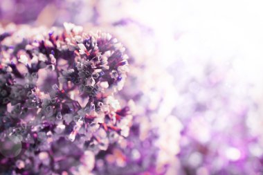 güzel pembe çiçekler