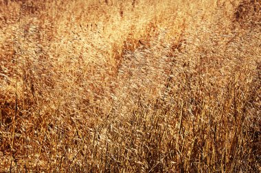 Doğa manzara sarı çim ile