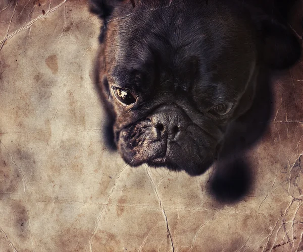 Śmieszne mops pies — Zdjęcie stockowe
