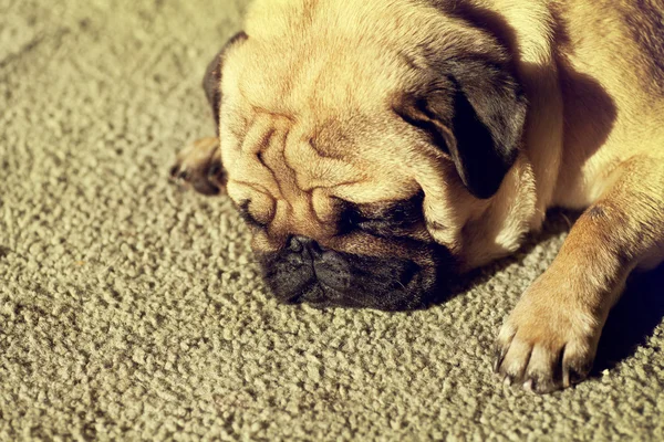 Cute pug puppy dog sleeping — Stock Photo, Image