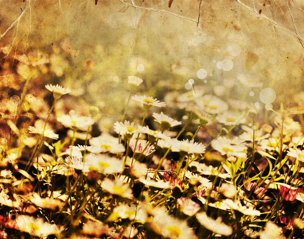 Flores de camomila no campo — Fotografia de Stock