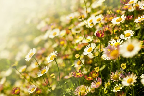 Chamomile flowers in field — Stock Photo, Image