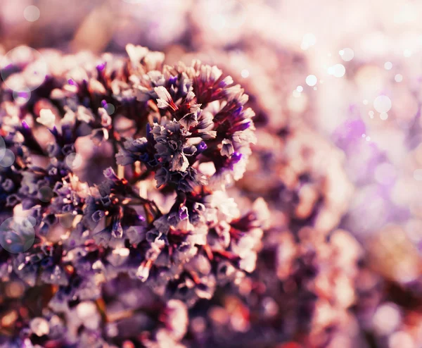 Schöne rosa Blüten — Stockfoto