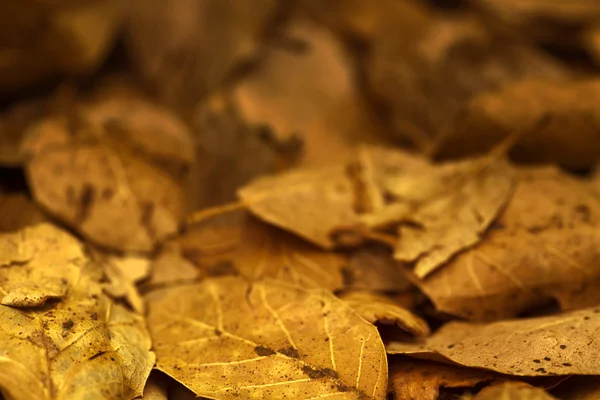 Hojas amarillas de otoño — Foto de Stock