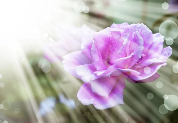 Beautiful romantic red pink roses — Stock Photo, Image