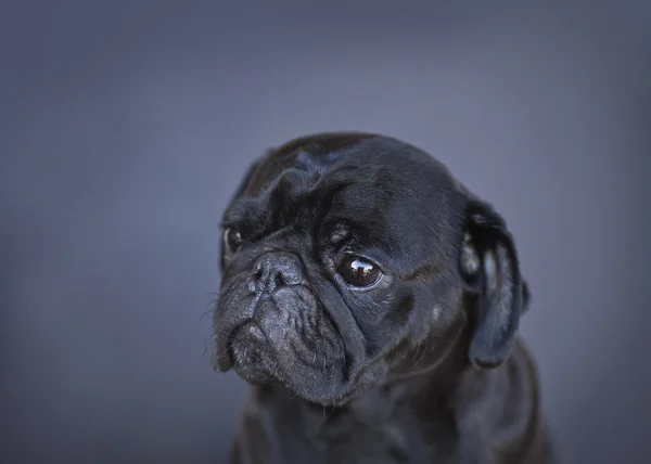 Legrační Mops pes — Stock fotografie