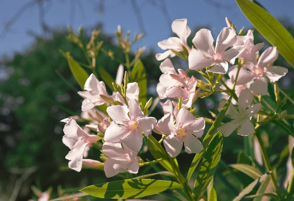 Witte plumeria bloemen — Stockfoto