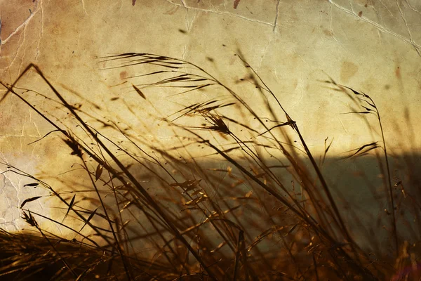 Campo de hierba durante la puesta del sol — Foto de Stock