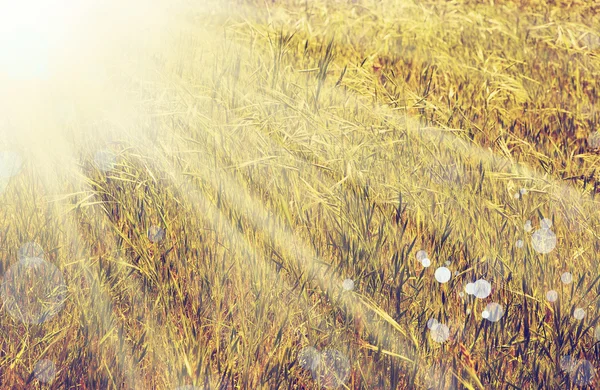 Gräset fältet landskap — Stockfoto