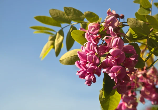 Little beautiful pink flowers acacia — Stock Photo, Image