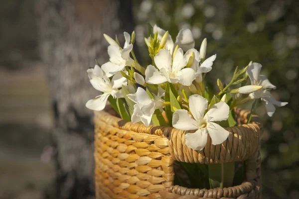 Mooie witte bloemen met mandje — Stockfoto