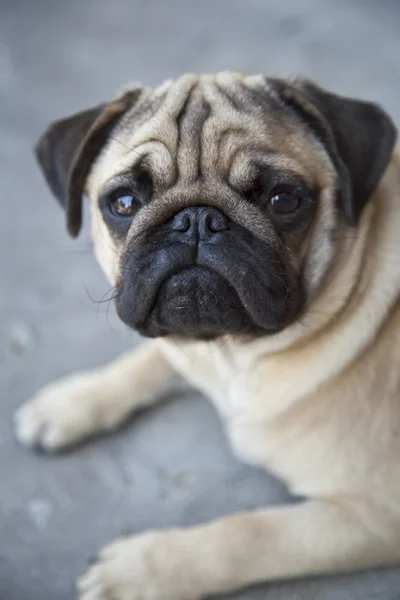 Mooie Pug puppy — Stockfoto