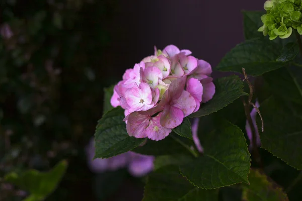 Krásné růžové květy Royalty Free Stock Fotografie
