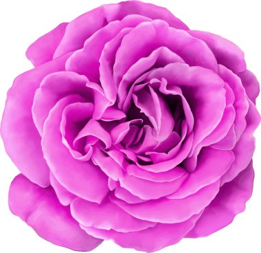 Pembe Gül çiçek beyaz arka plan üzerinde izole. Vektör çizim