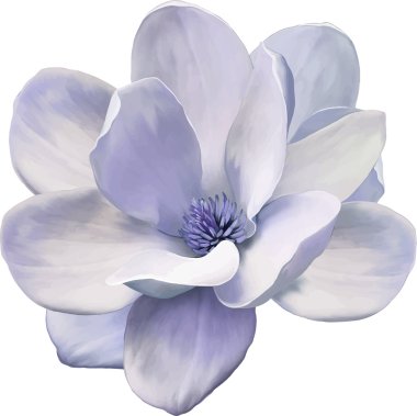 Vector Illustration of a magnolia flower in blue purple tones isolated on white background clipart