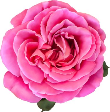 Pink Rose Flower isolated on white background. Vector illustration