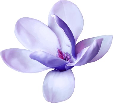 Beyaz arka plan üzerinde izole mavi mor tonları bir manolya çiçek vektör çizim