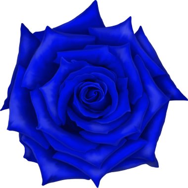 Mavi gül çiçek beyaz arka plan üzerinde izole. Vektör çizim