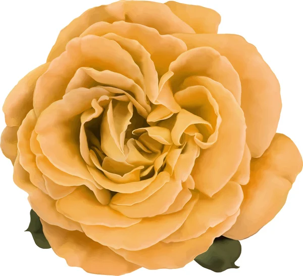 Pale yellow Rose Flower isolated on white background. Vector illustration — Stock Vector