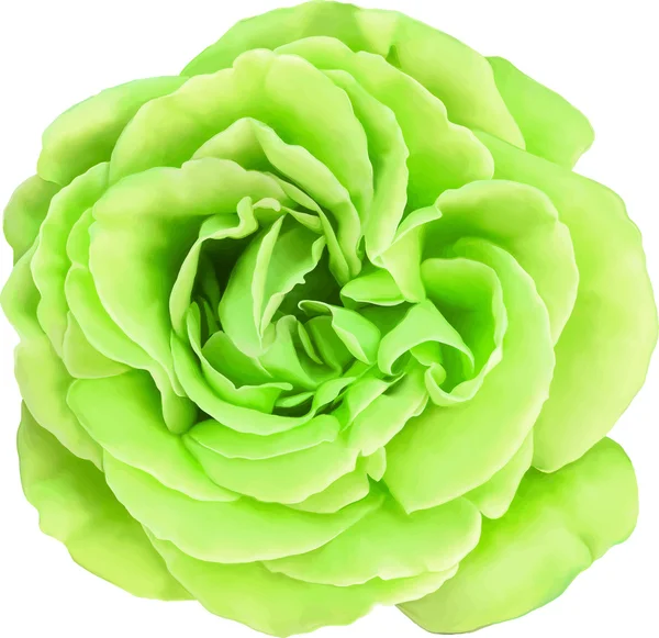 Green Rose bloem geïsoleerd op een witte achtergrond. Vectorillustratie — Stockvector