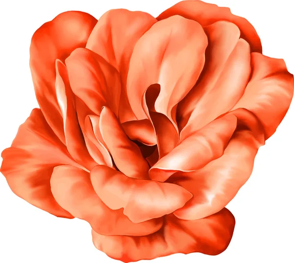 Flor roja aislada sobre fondo blanco. Ilustración vectorial — Vector de stock